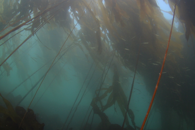 TUBE SNOUTS UNDER KELP